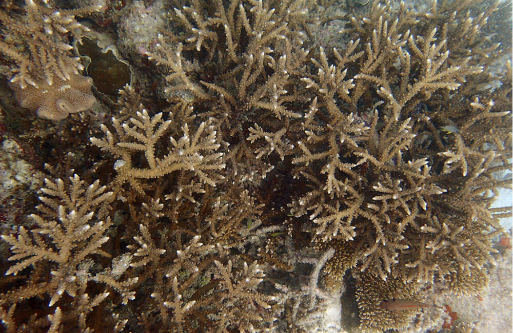 coral cpr refuge1000