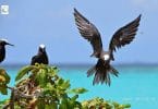 Lesser Noddy, a protected bird species in the Maldives. PHOTO/MALDIVES BIODIVERSITY