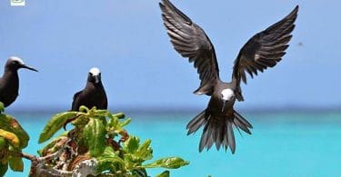 Lesser Noddy, a protected bird species in the Maldives. PHOTO/MALDIVES BIODIVERSITY