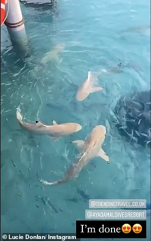 Amazing: But first, the pair decided to feed the sharks. Taking to her Instagram stories, Lucie said: 'We're going to go and feed the sharks and stingray. There's loads of them isn't there?'